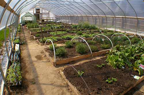 Hoophouses are an inexpensive way to grow produce during the winter.