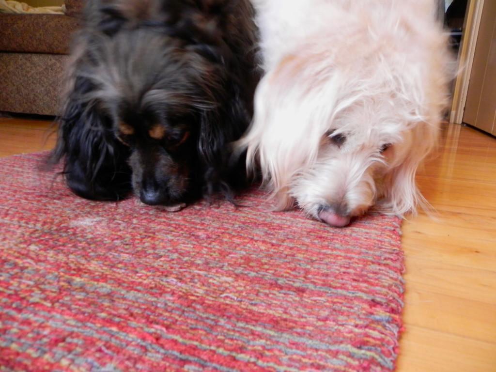 Bailey+and+Jezabel+devour+their+carob+dog+treats.