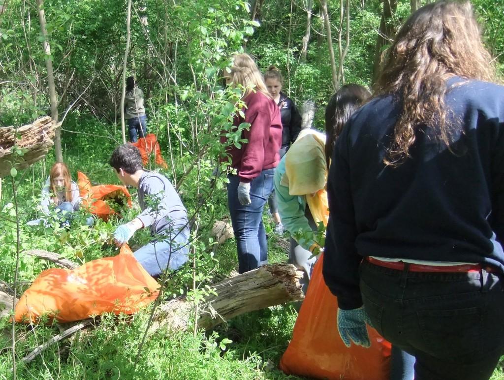 Community Students Uproot Nearly  Four Tons of Invasive Species at Annual Garlic Mustard Pull