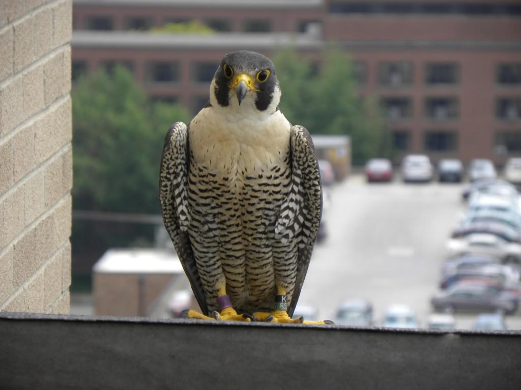 Thunderbolt, the female of the Ann Arbor Peregrine Falcon pair. Photo by Barb Baldinger.