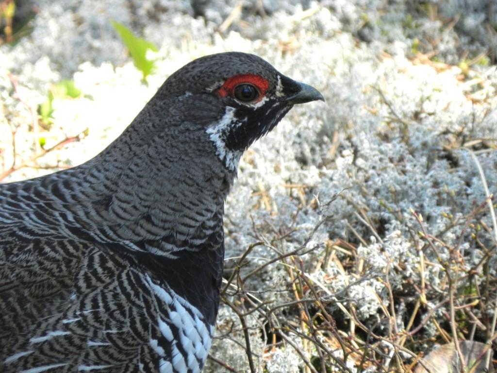 The Spruce Grouse is one of many animals that would benefit from the Katahdin Woods and Waters National Park. Photo by Matty Hack.