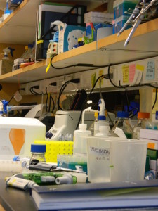 Ann Arbor-Based Dauer Lab Uses Mouse Models in Brain Disease Research