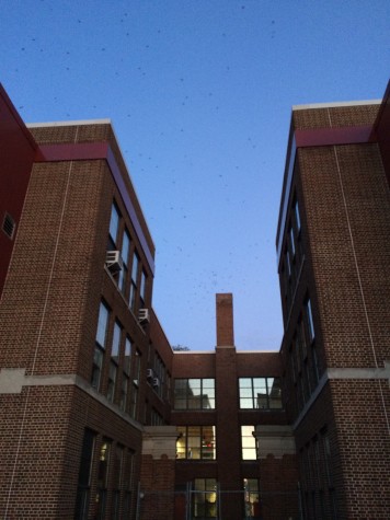 “Cigars with Wings” – Chimney Swifts at Community