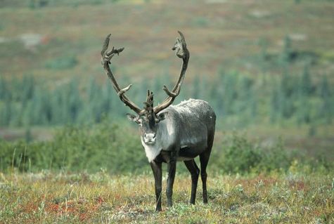 A Keystone Issue