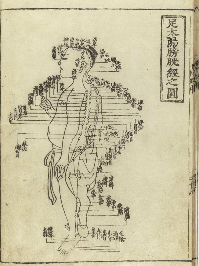 An acupuncture chart from Hua Shou called the Expression of the Fourteen Meridians showing the lines of energy flow in the human body.