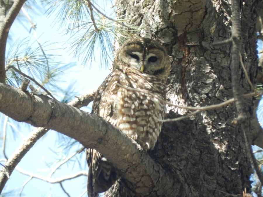 De-extinction could potentially interfere with conservation efforts for the spotted owl.