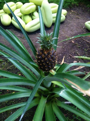 Pinapple