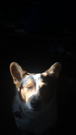 Sparky, a resident of Ann Arbor, sits in a beam of sunlight. 