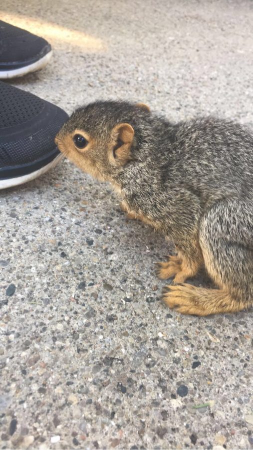 Community High School students find baby squirrel