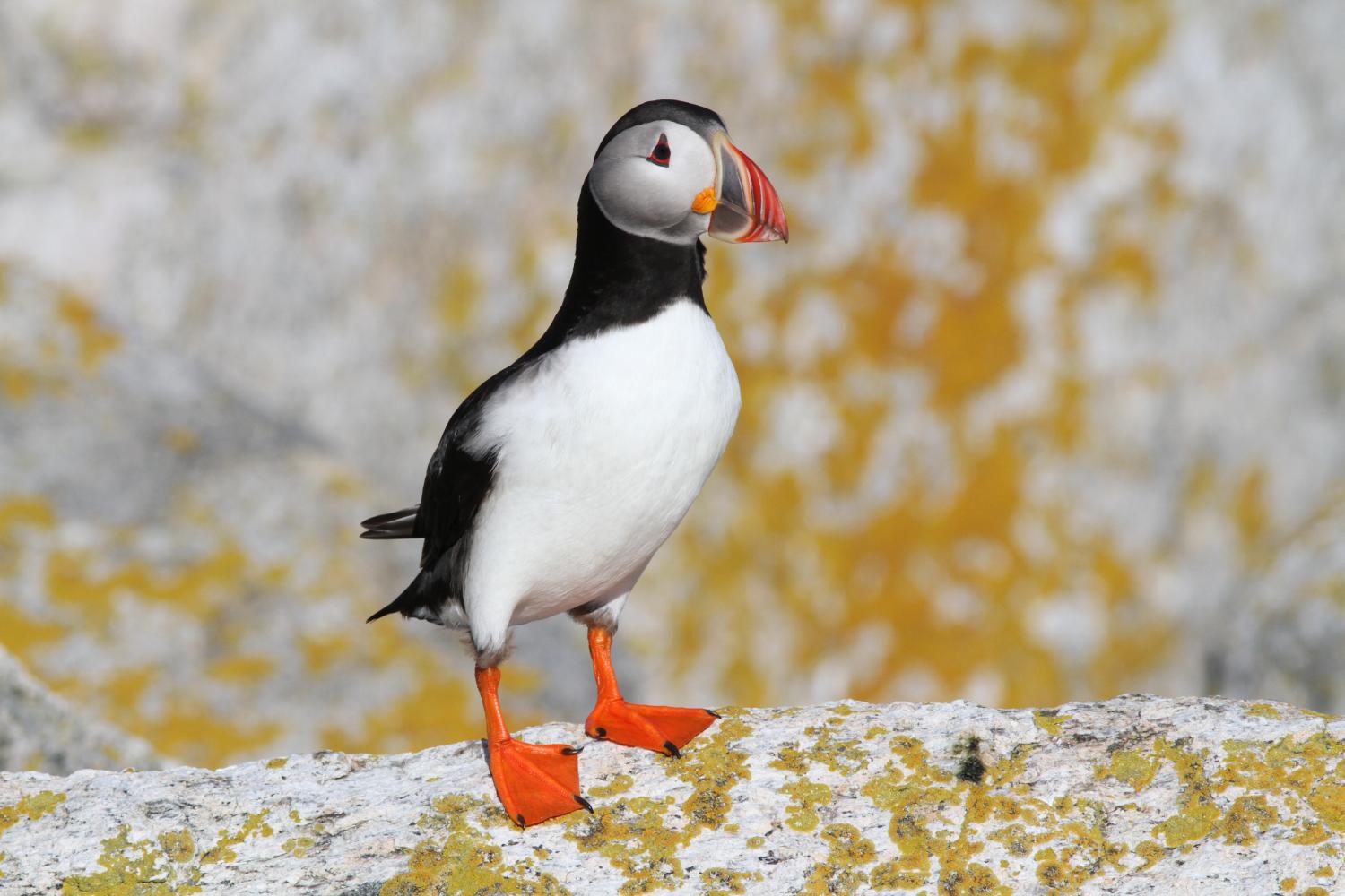 An Atlantic Puffin perched on a rock.