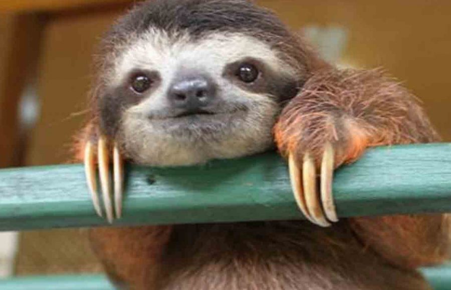 Harness the Sloth in Four Easy Steps