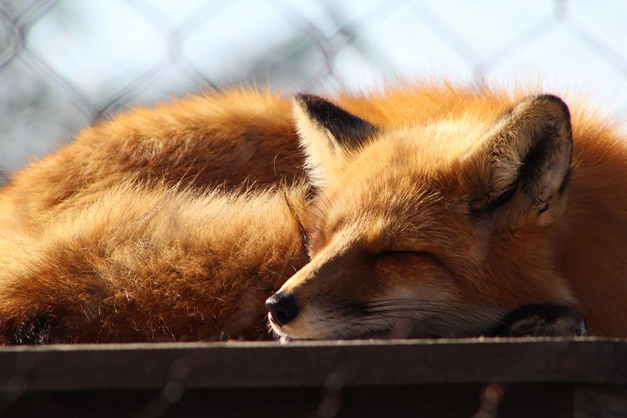 A red fox named Scarlett at Perkins Wildlife Center. She has been with the center since she was a year old and was rescued. 