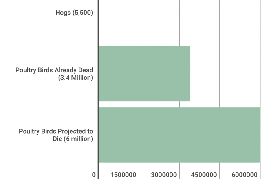 Millions of animal's lives lost to Hurricane Florence