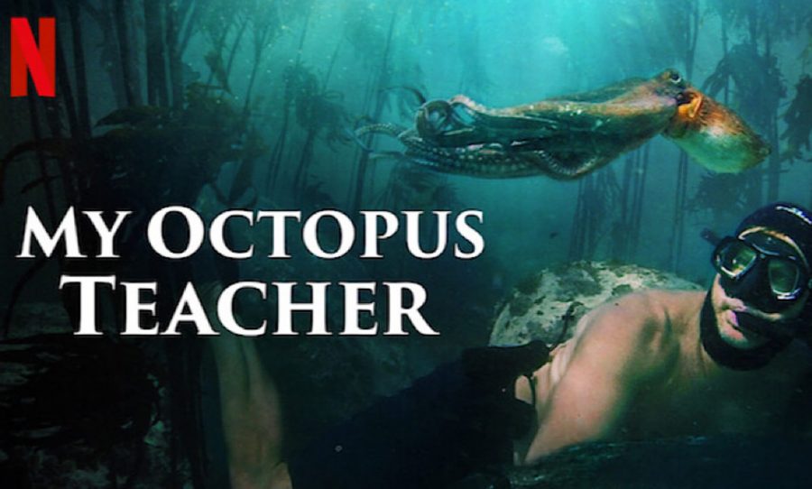My Octopus Teacher Movie Review