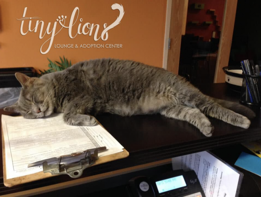 Tiny Lions Cat Cafe: Free to Students This Weekend
