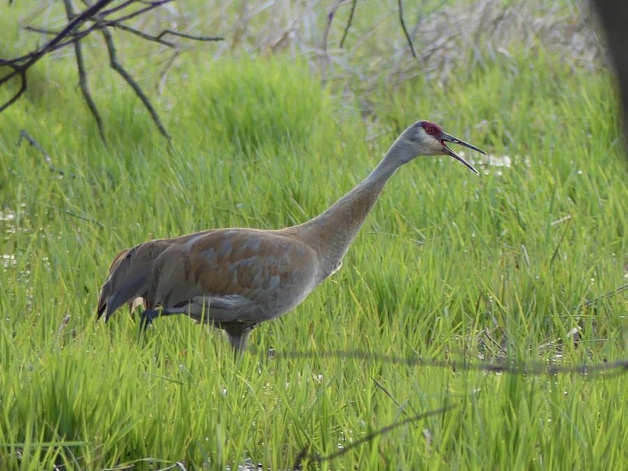 A sandhill crane opens its mouth to let out a call.