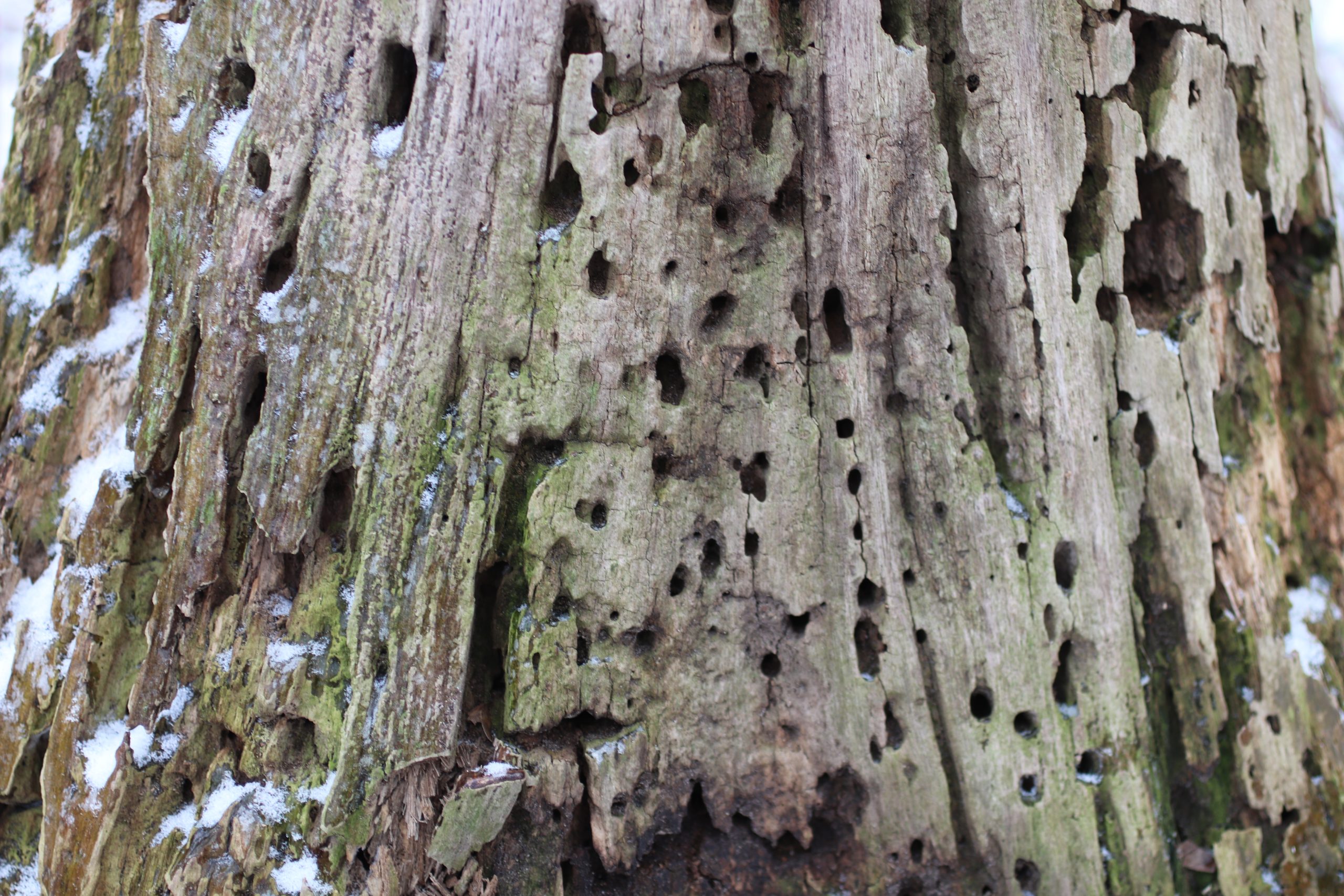 Hikes of Ann Arbor: Argo Pond Loop Trail