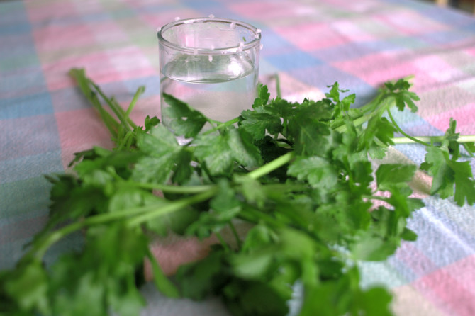 Parsley+used+for+a+seder+plate+%28Karpas+in+hebrew%29.+It+is+said+to+represent+new+beginnings.