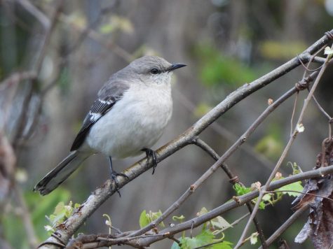 A northern mockingbird perches on a branch. 