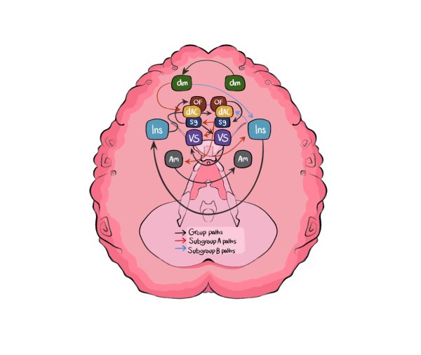 Bee Whalen’s illustration displays brain connectivity tracked by Dr. Monk. These neural networks were derived during an emotion processing task, displaying individual-level connections. The nodes shown are the: amygdala (Am; gray); dorsal anterior cingulate cortex (dAC; yellow); dorsomedial prefrontal cortex (dm; green); insula (Ins; blue); orbitofrontal cortex (OF; dark red); subgenual anterior cingulate cortex (sg; dark blue); and ventral striatum (VS; purple).