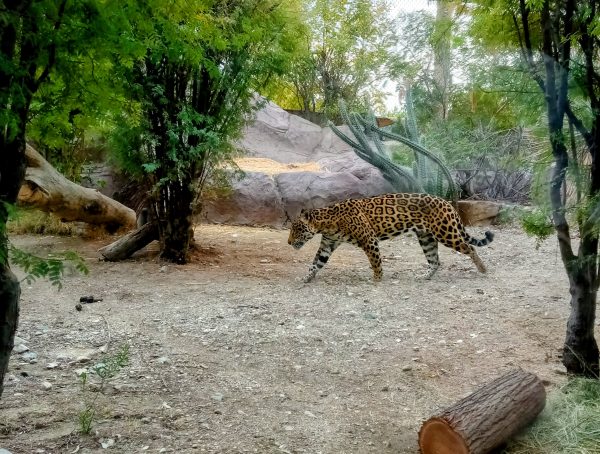 A jaguar paces in its enclosure at the Living Desert Zoo in California.