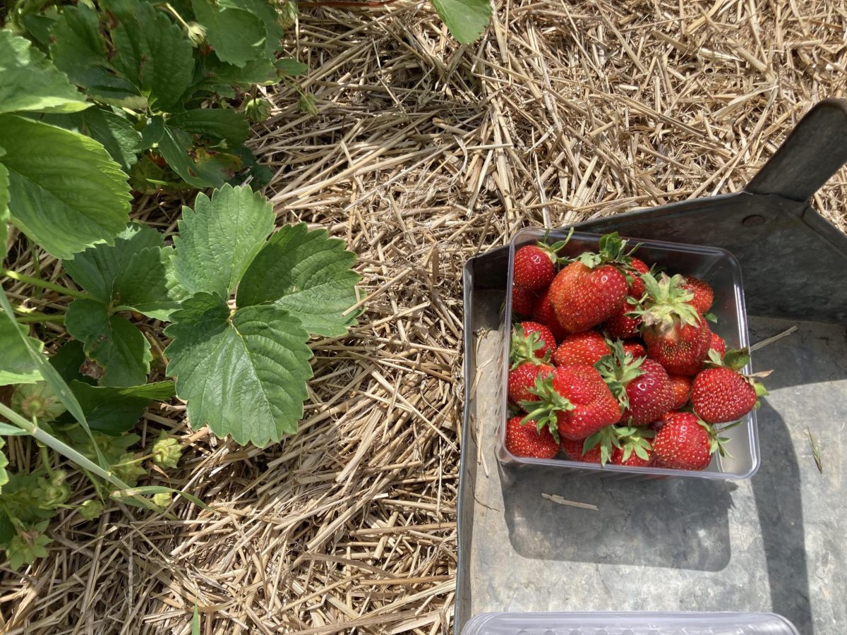 Customers pick pints full of bright red strawberries at HoneyBee. Some plan to bake with them or make jam, while others just eat them straight from the field. "We ate most of them," HoneyBee customer Amber Kessler said. "We froze a lot of them so we could put them in smoothies. We didn't do any baking with them. I thought maybe we would, but we just thawed them and ate them in a bowl, they were just so sweet and so juicy."
