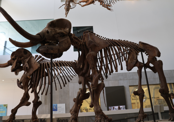 FOS 2 Field Trip to the Natural History Museum