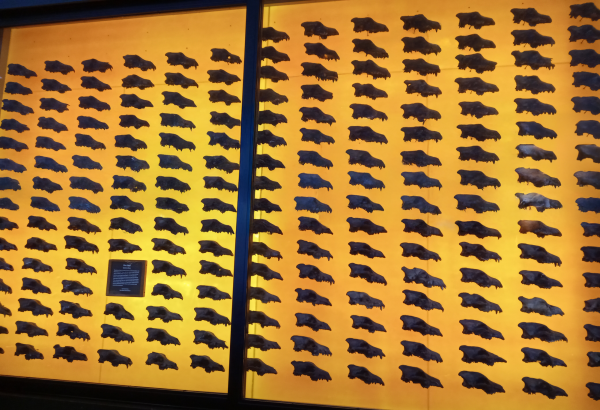 400 Pleistocene dire wolf skulls on display at the La Brea Tar Pits.