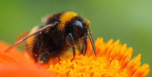 https://commons.wikimedia.org/wiki/File:Bumblebee_%2844663256%29.jpeg

Testing on bumblebees in London show that bumbles can understand morse code. 
