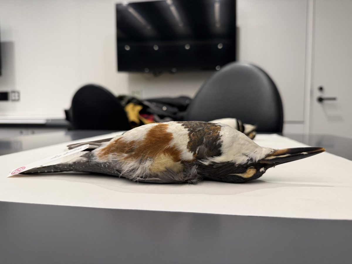 Belted Kingfisher Specimen at the National History Museum.