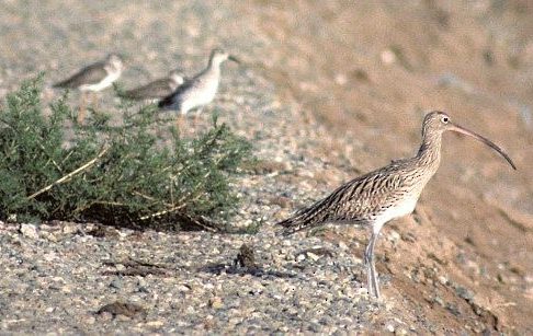 ML725391 - slender-billed curlew - macaulay library. ML725391 - Slender-billed Curlew - Macaulay Library. (n.d.). https://macaulaylibrary.org/asset/725391 